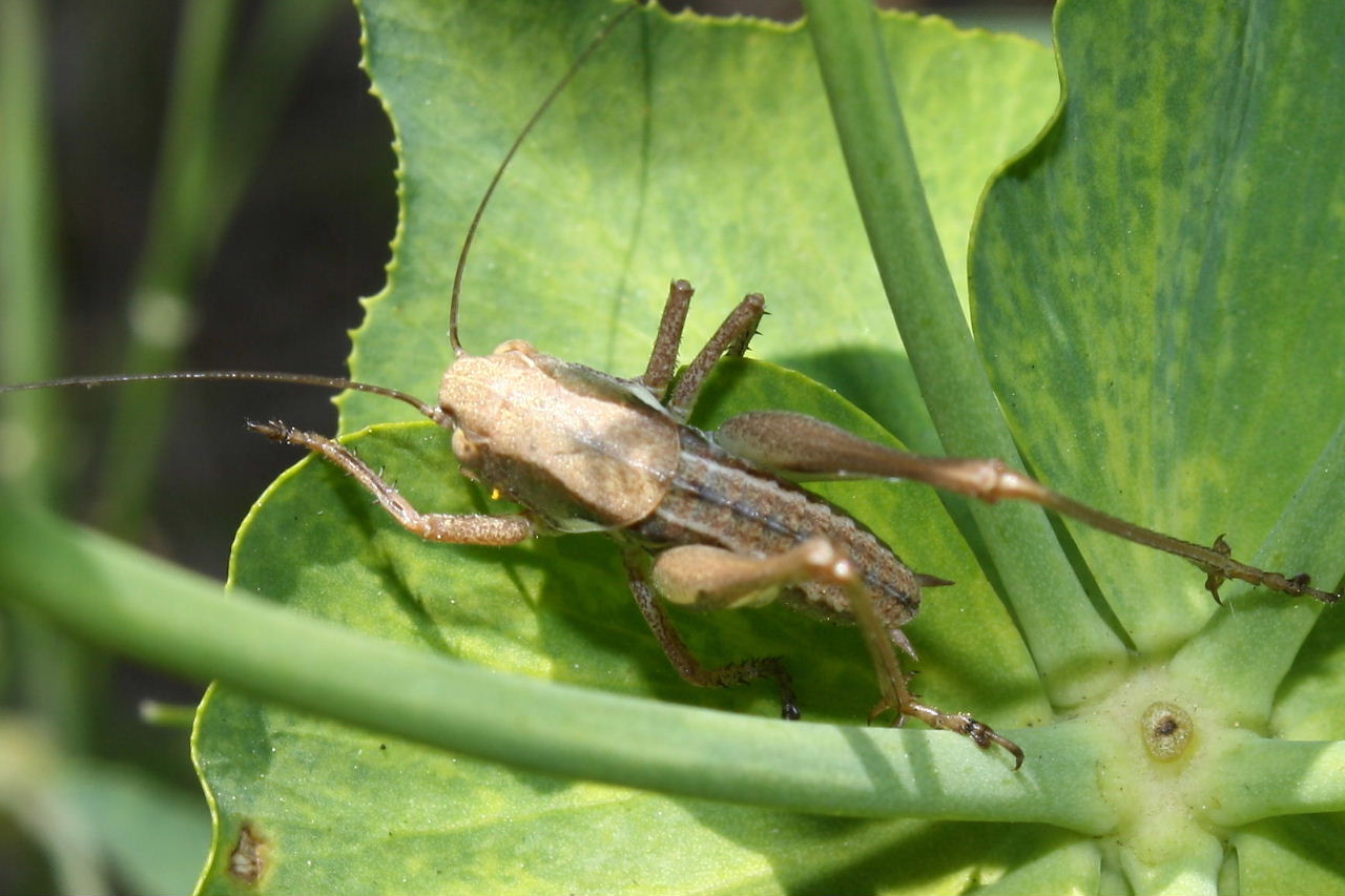 Orthoptera da determinare-2